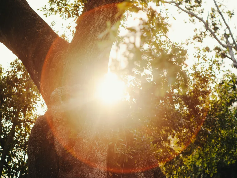 Sunlight breaking through the branches of a broad desert tree